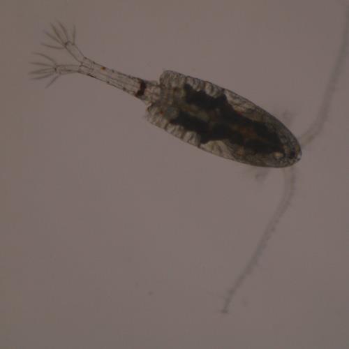 火腿许水蚤.jpg 火腿许水蚤.jpg