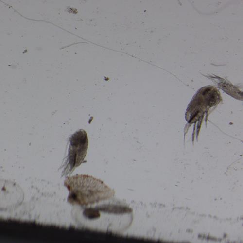 小拟哲水蚤.jpg 小拟哲水蚤.jpg