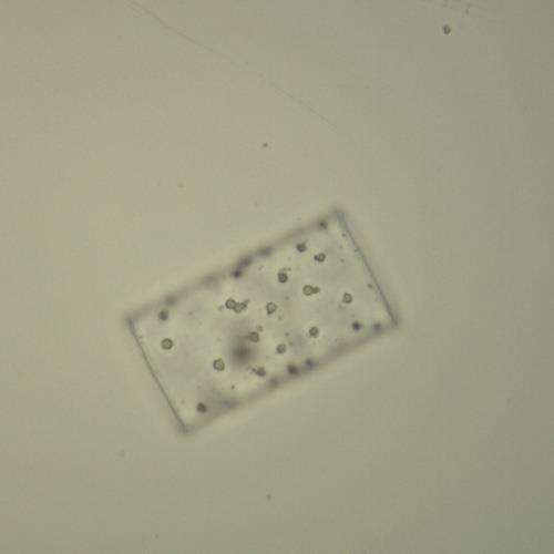 萎软几内亚藻.jpg 萎软几内亚藻.jpg