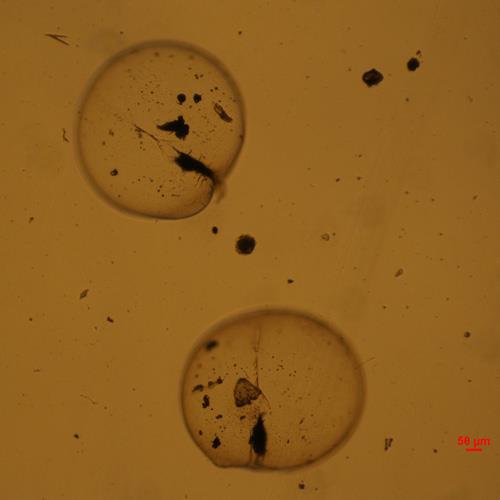 夜光藻.jpg 夜光藻.jpg